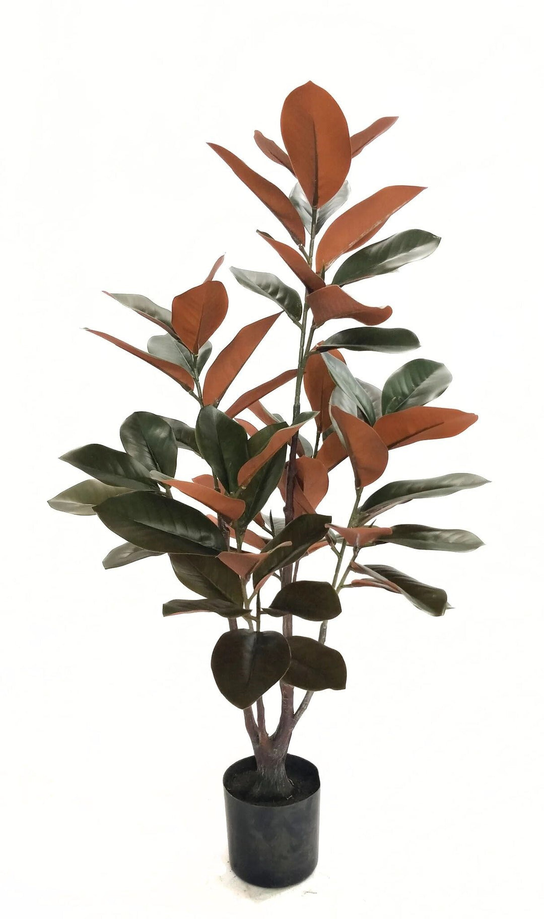 Magnolia Plant