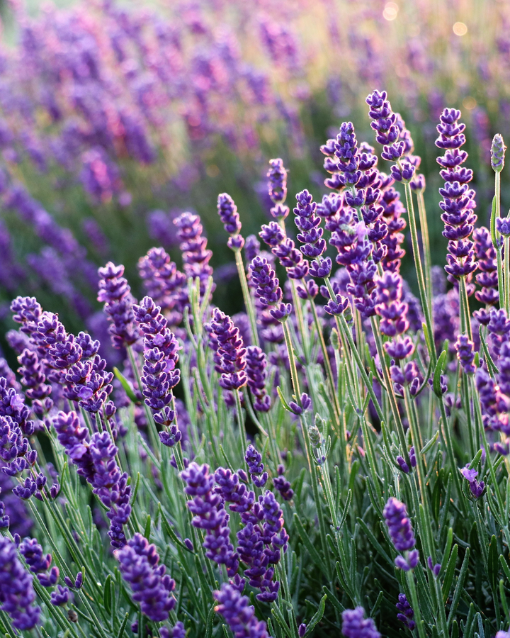 Beauty Sleep Reed Diffuser