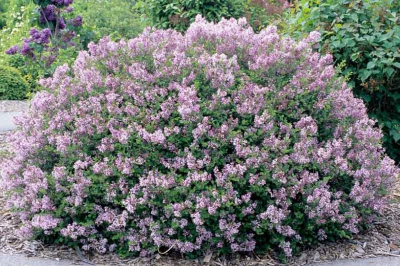 Dwarf Korean Lilac - 5 Gallon