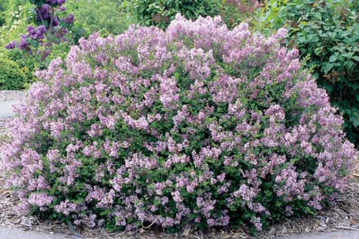 Dwarf Korean Lilac - 5 Gallon