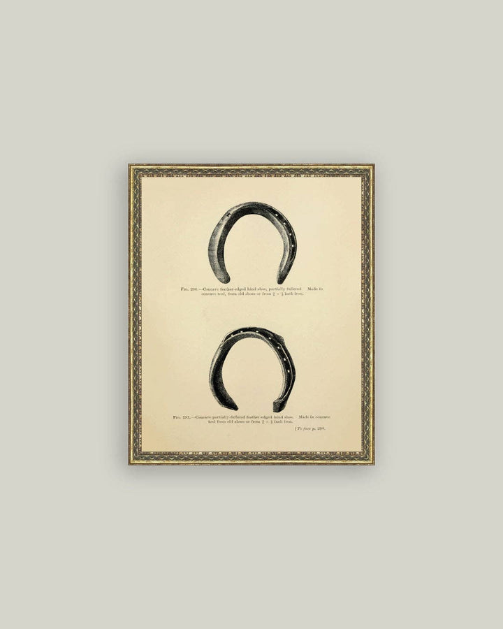 Horse Shoe Study: 5x7