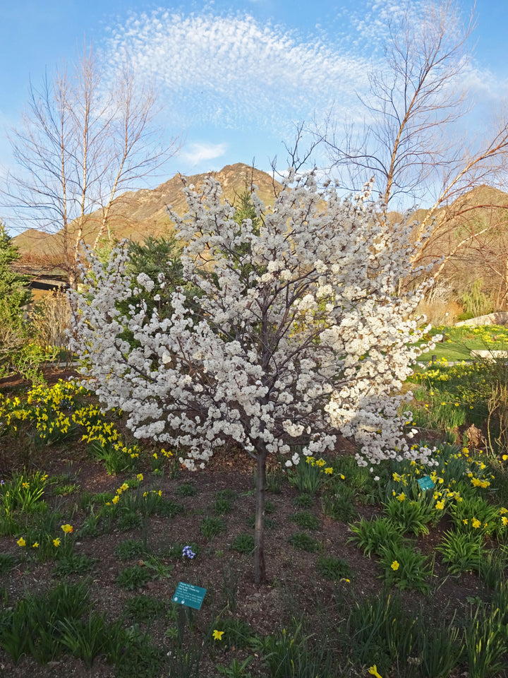 Bounty Plum