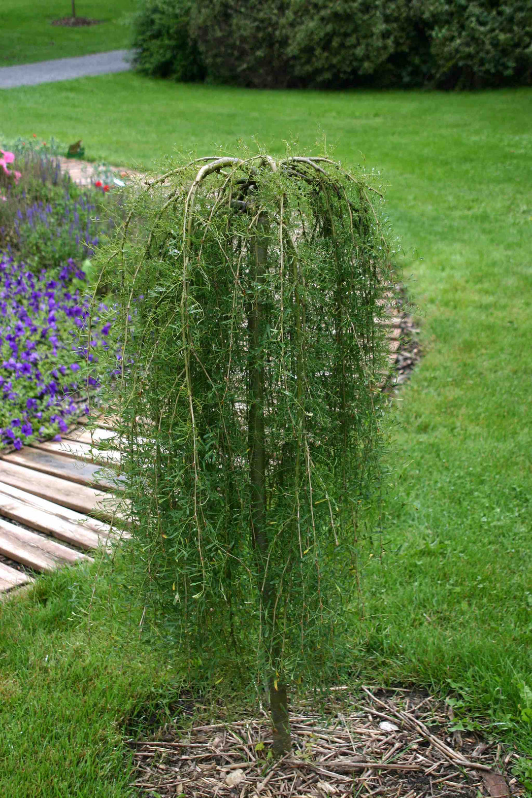 Weeping Caragana