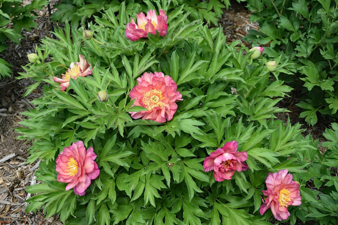Julia Rose Itoh Peony - 2 Gallon