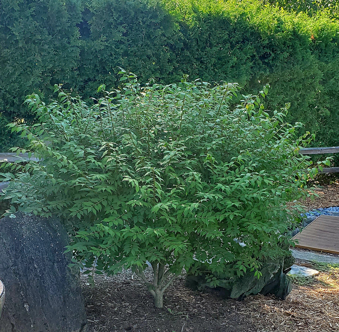Dwarf Burning Bush