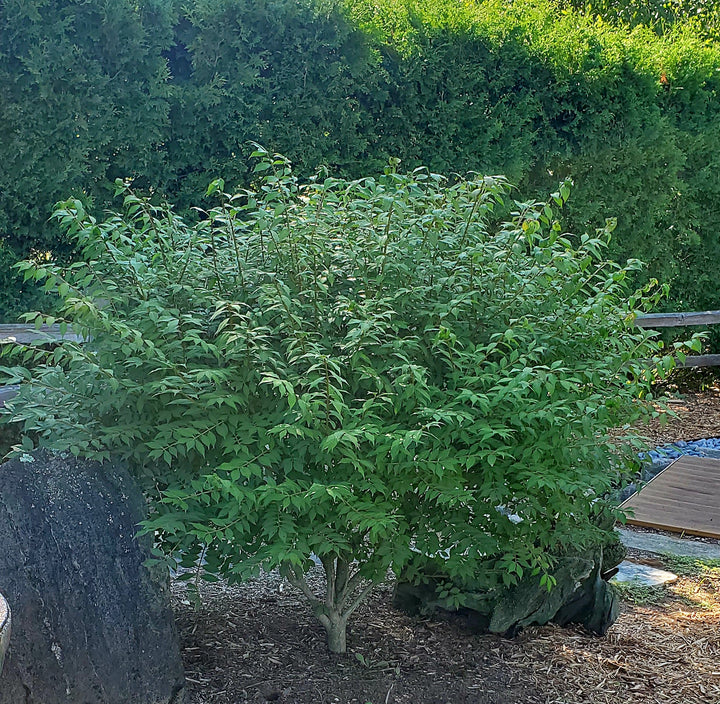 Dwarf Burning Bush