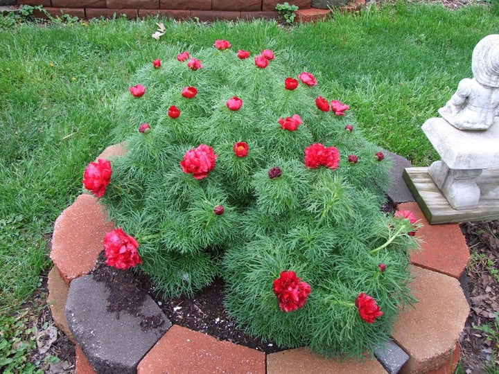 Cutleaf Peony - 1 Gallon
