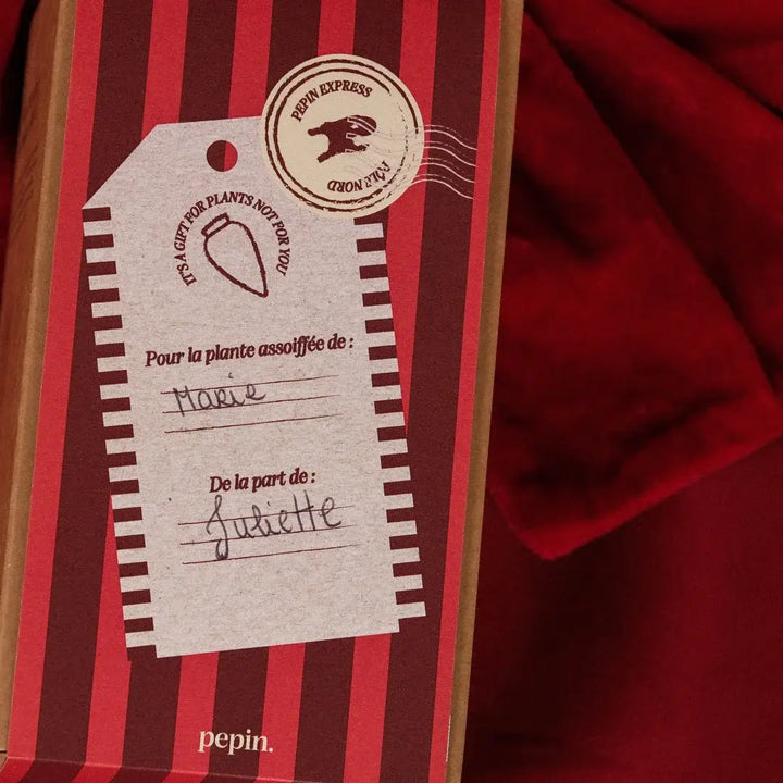 Limited Christmas Edition – Pink and red striped Olla 🎄