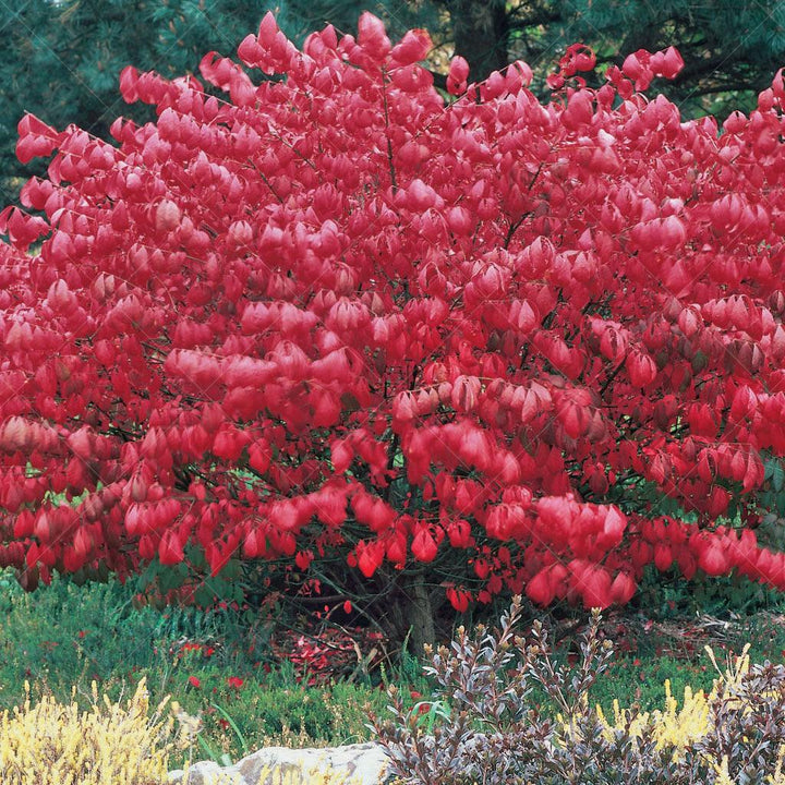 Dwarf Burning Bush