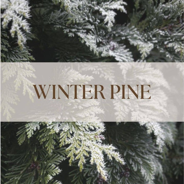 WINTER PINE | NON TOXIC VENT CLIP CAR DIFFUSER | HOLIDAY COLLECTION