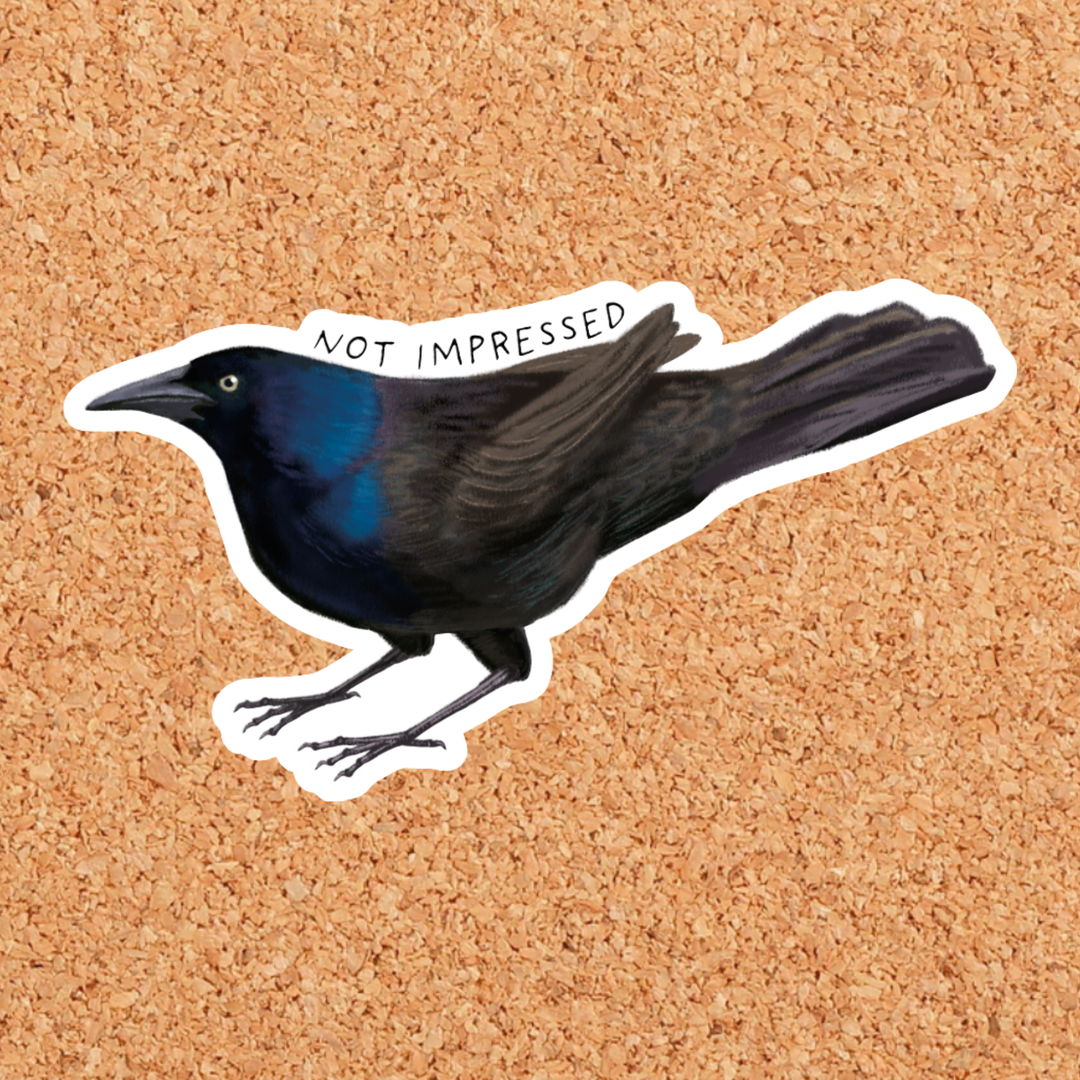Not Impressed Common Grackle Birding Vinyl Sticker: Without Backer Card