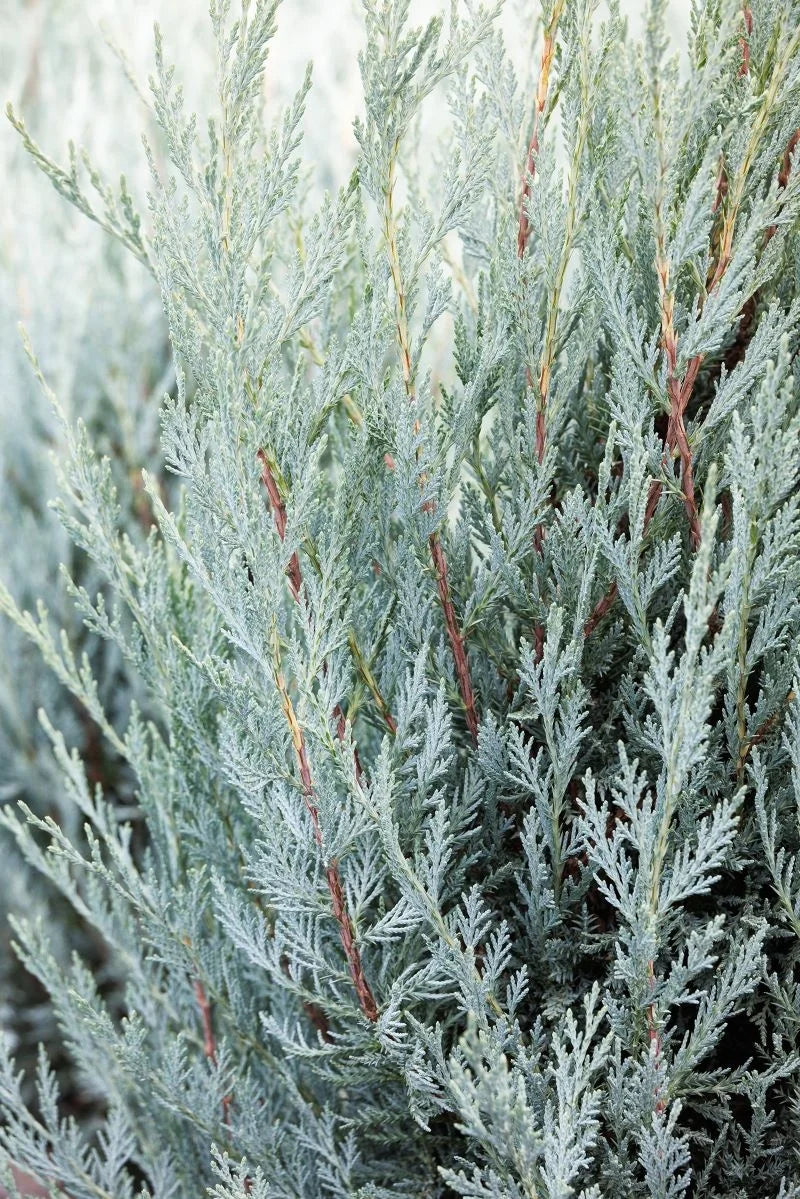 Moonglow Juniper