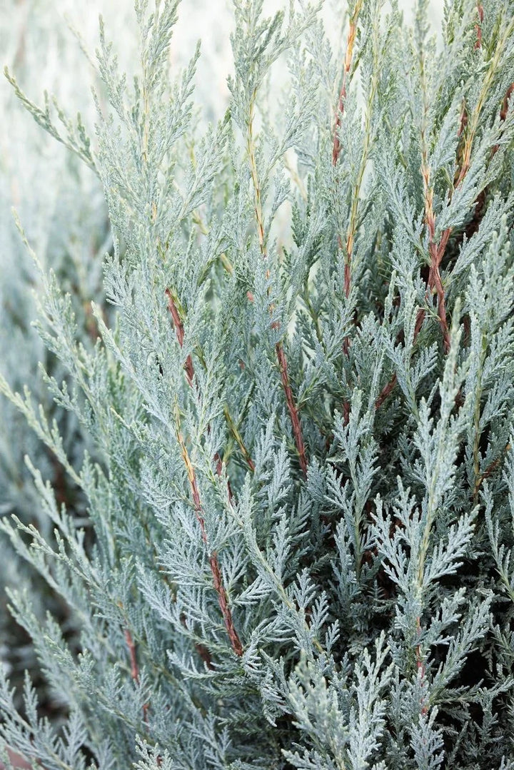 Moonglow Juniper