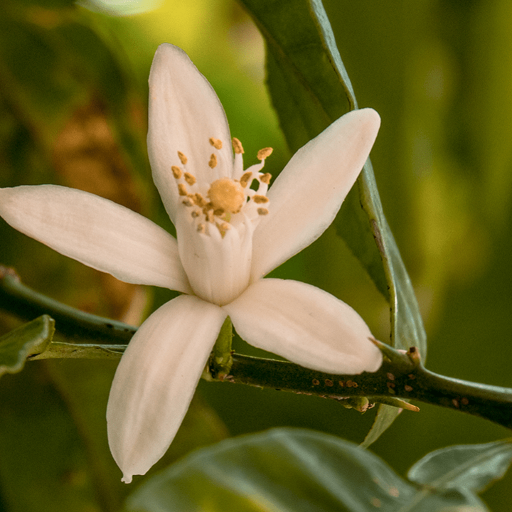 Forest Rain Drive Scent Refill