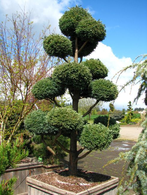 Pom Pom Scotch Pine