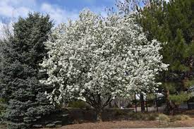 Spring Snow Crabapple - 10 Gallon