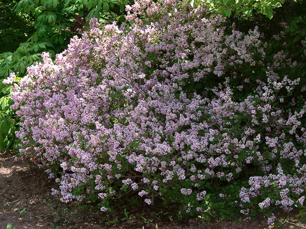 Dwarf Korean Lilac - 5 Gallon