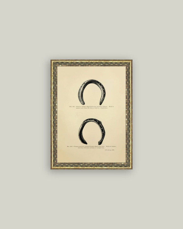 Horse Shoe Study: 5x7
