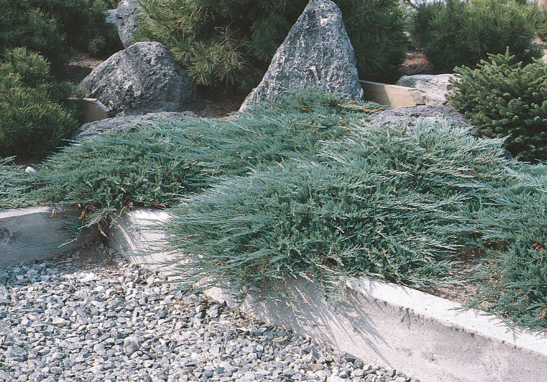 Hughes Juniper