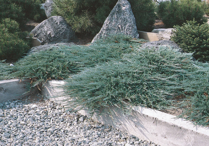 Hughes Juniper