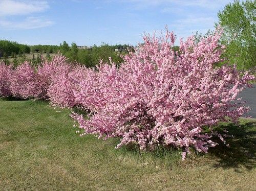 Double Flowering Plum
