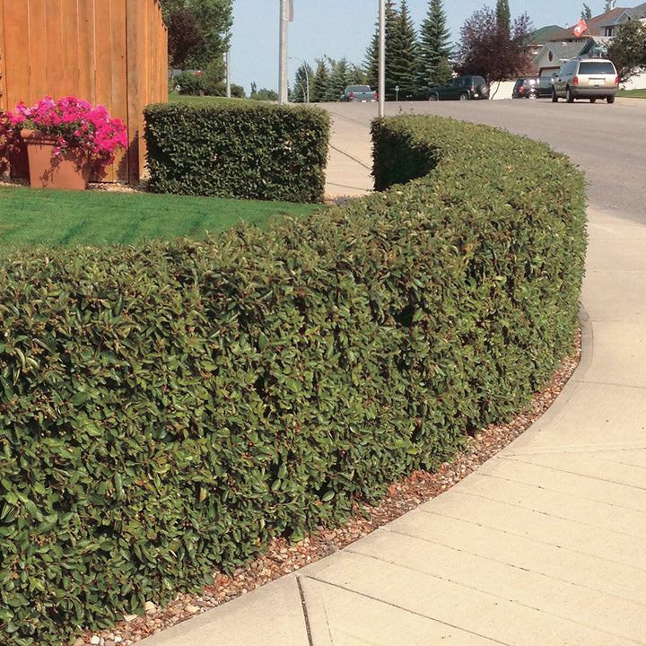 Hedge Cotoneaster