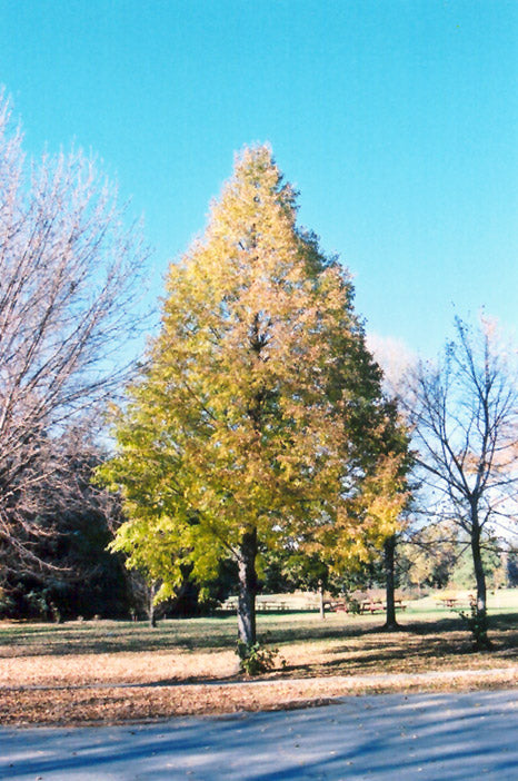 Dropmore Linden
