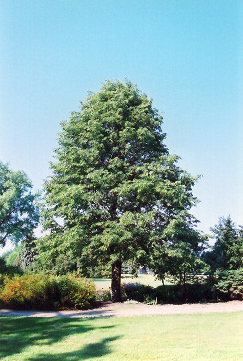 Dropmore Linden