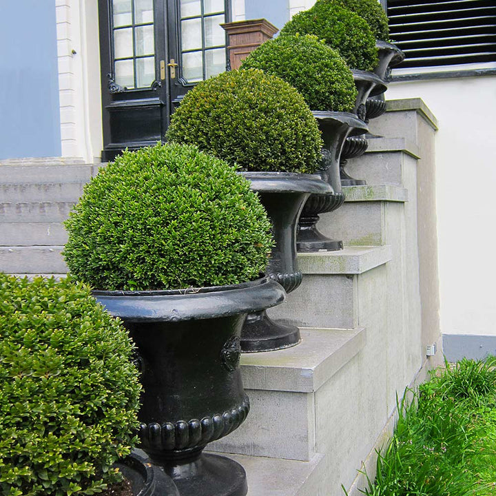 Green Mountain Boxwood