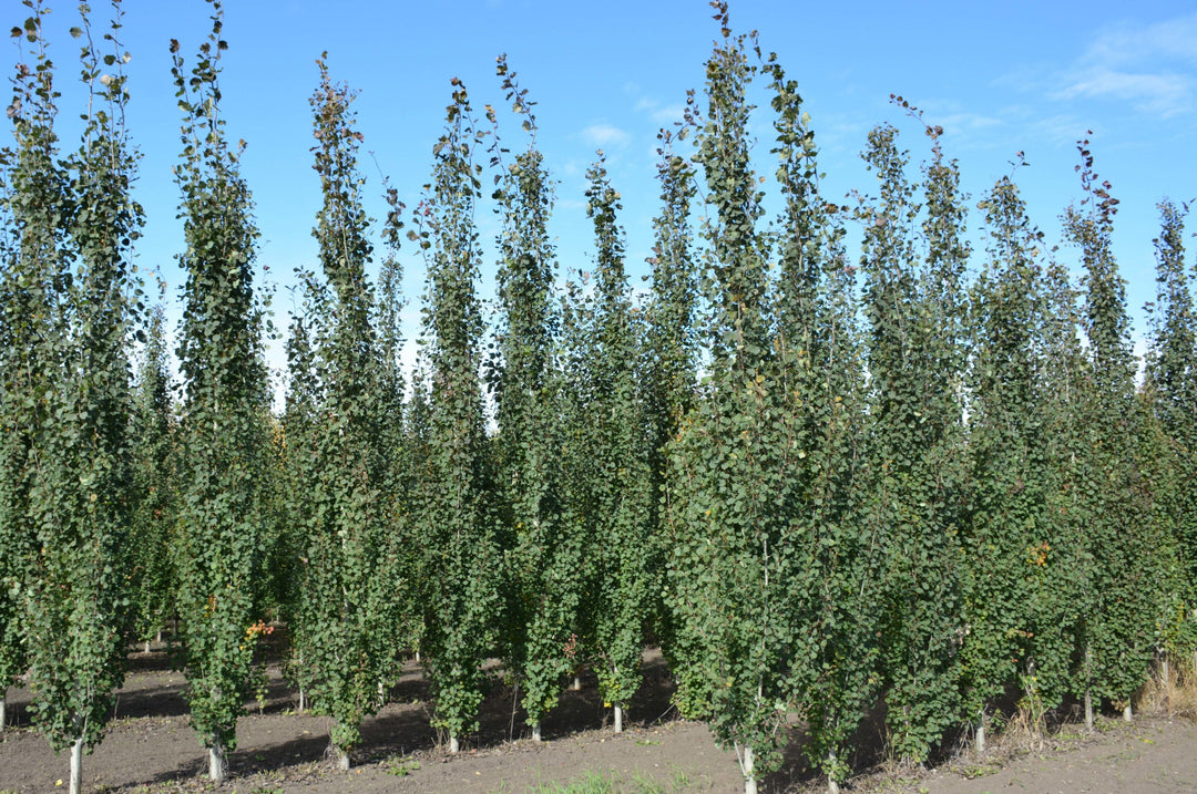 Swedish Columnar Aspen - 10 Gallon