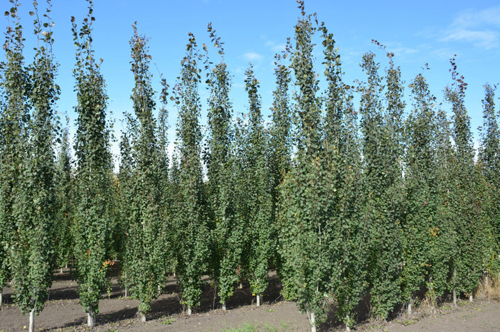 Swedish Columnar Aspen - 10 Gallon