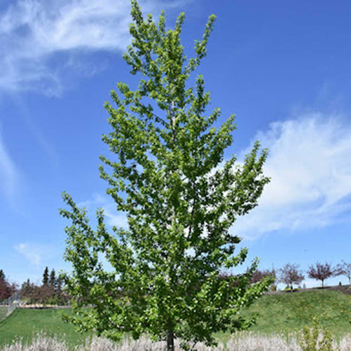 Assiniboine Poplar