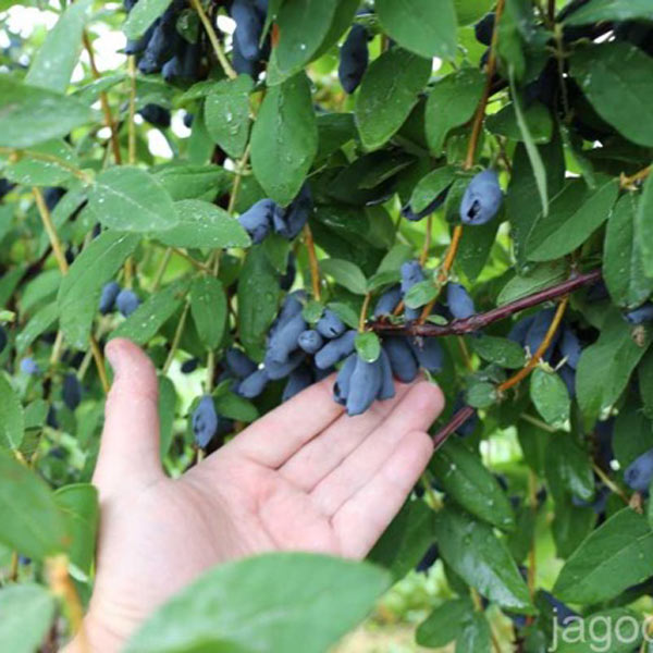 Boreal Beast Haskap Berry