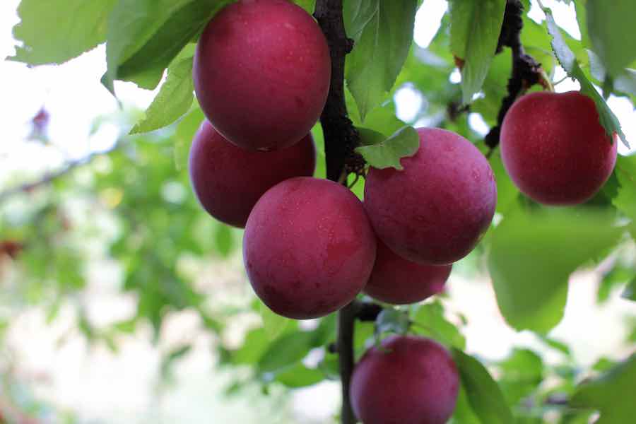 Bounty Plum