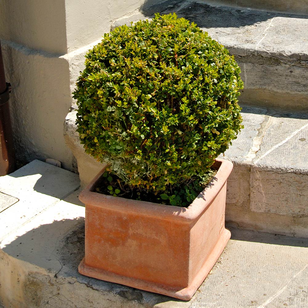 Green Mountain Boxwood
