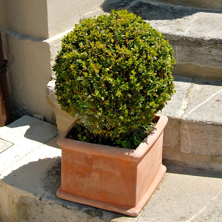 Green Mountain Boxwood