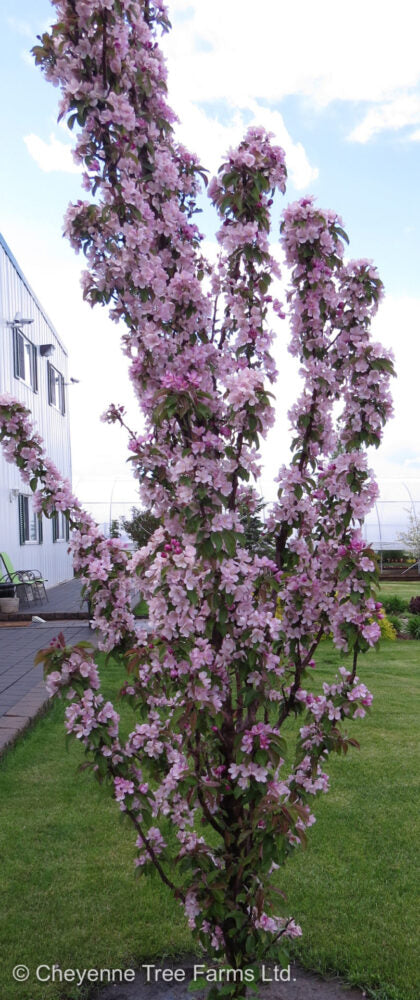 Purple Spire Columnar Crabapple - 5 Gallon