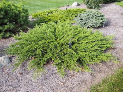 Calgary Carpet Juniper