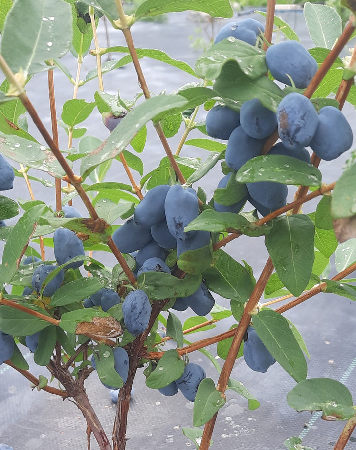 Boreal Beauty Haskap Berry