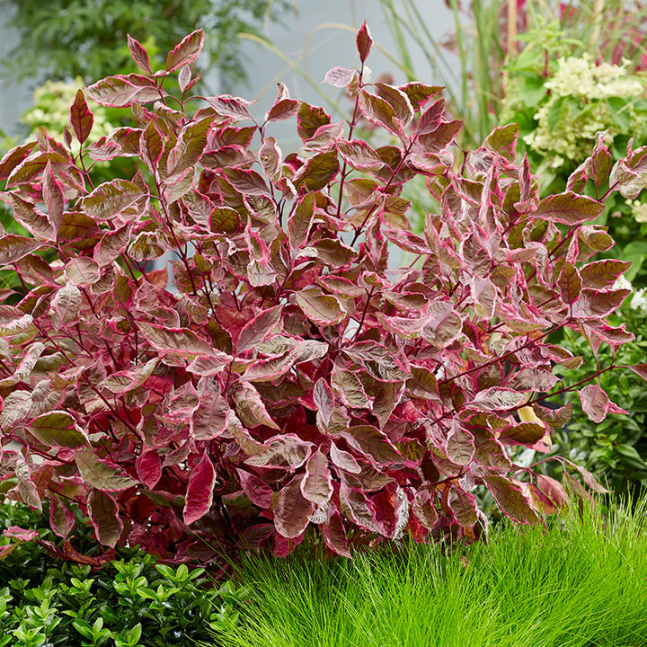 Sgt. Pepper Dogwood (PW)