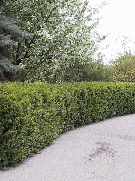Hedge Cotoneaster