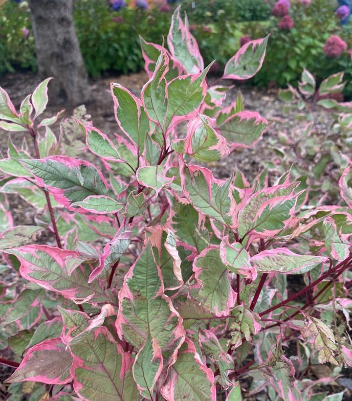 Sgt. Pepper Dogwood (PW)