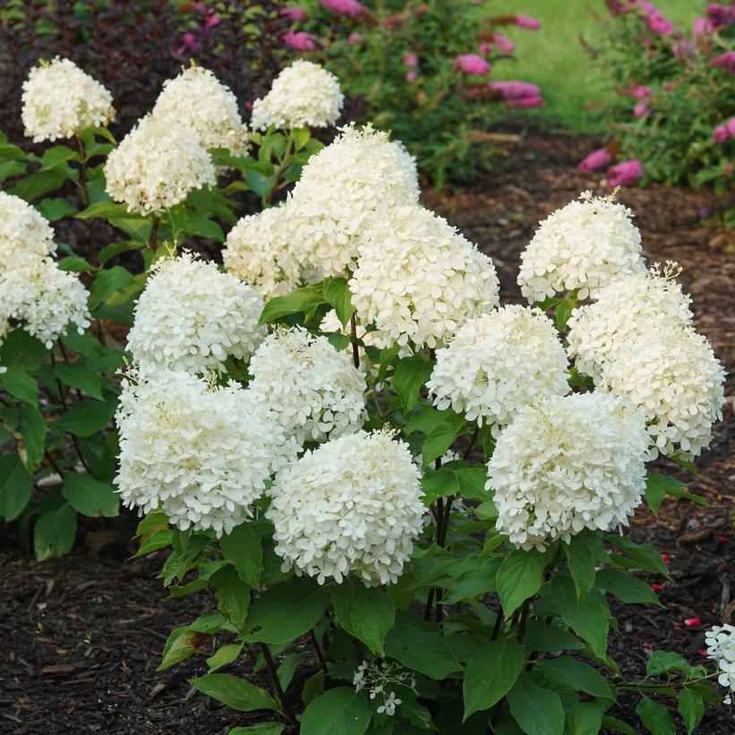 Puffer Fish Hydrangea