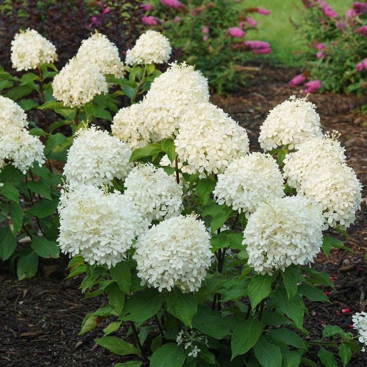 Puffer Fish Hydrangea