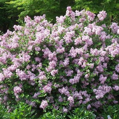 Dwarf Korean Lilac - 5 Gallon