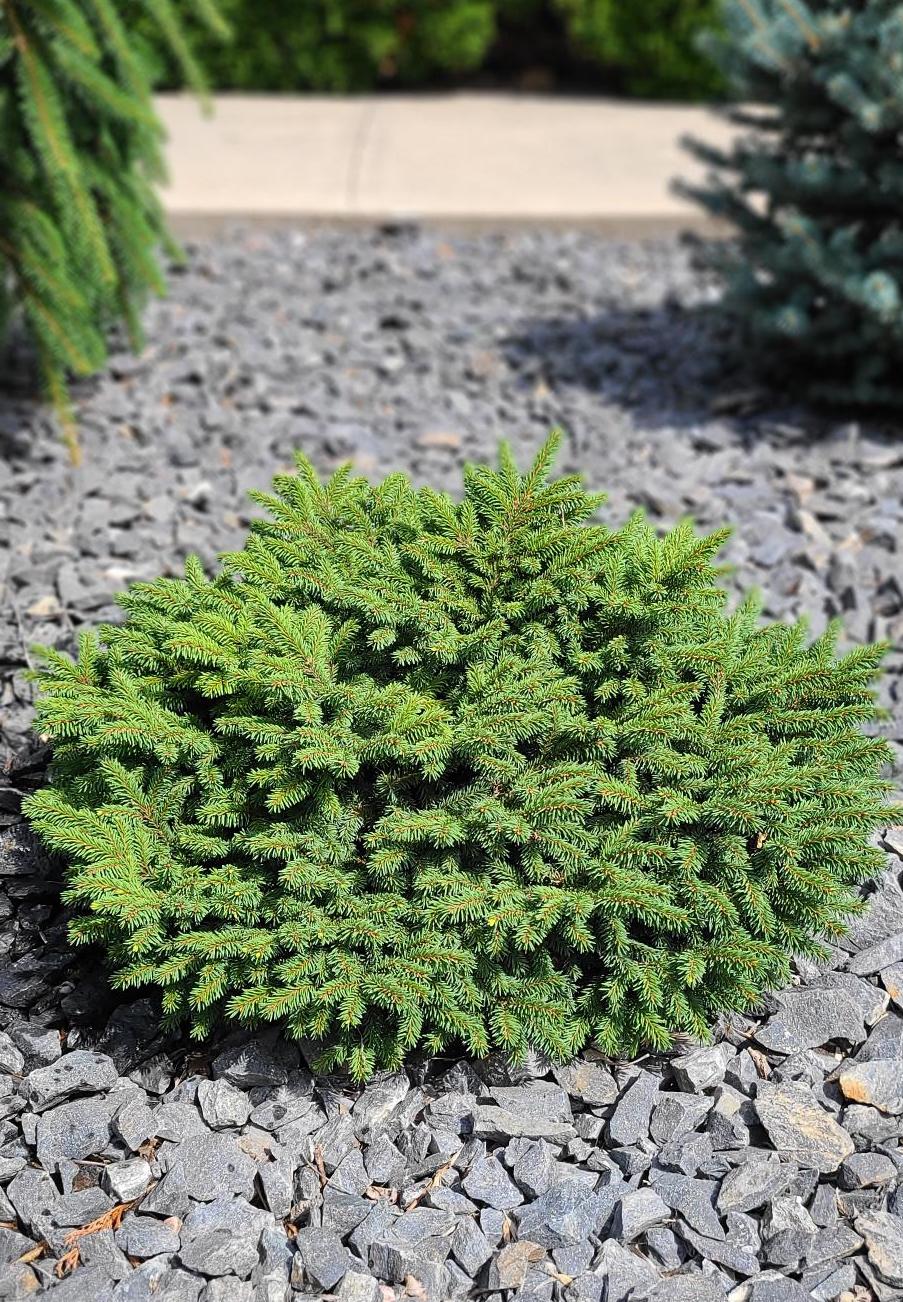 Little Gem Norway Spruce – HOME|BODY