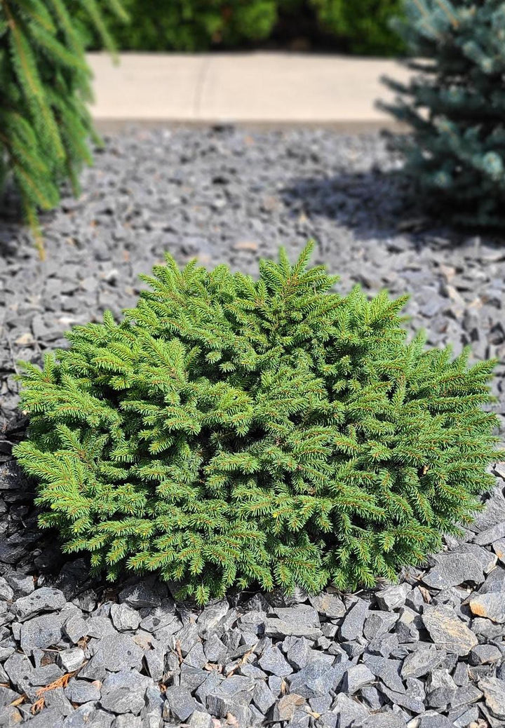 Little Gem Norway Spruce