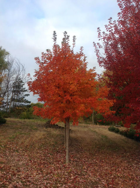 Fall Siesta Sugar Maple #07