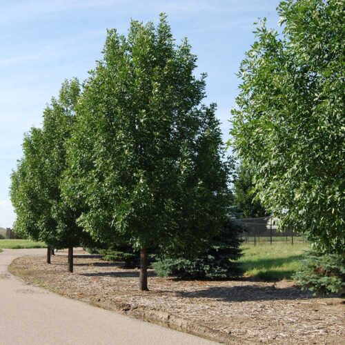 Assiniboine Poplar