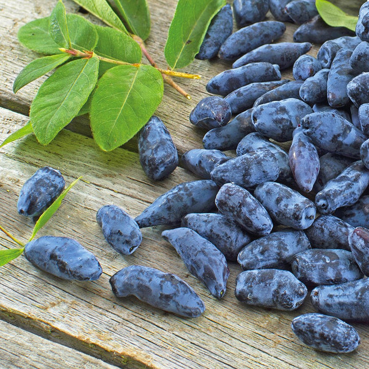 Boreal Blizzard Haskap Berry